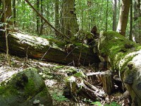 /album/tropicky-destny-prales/a250px-padle-kmeny-prales-polom-jpg/